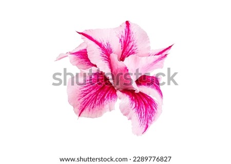 Closeup of beautiful blooming tropical flower pink adenium, desert rose isolated on white background with clipping path, side view, horizontal format.