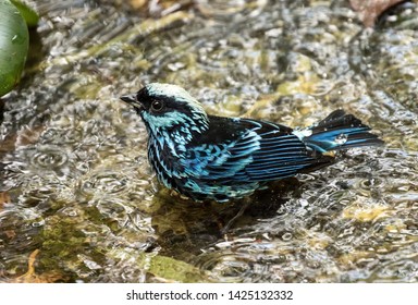 Closeup of a beautiful blue and black bird,Beryl-spangled Tanager bathing in a pool of water in Ecuador.Scientific name of this songbird is Tangara nigroviridis. - Shutterstock ID 1425132332