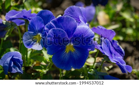 Close-up of beautiful blue heads of Viola tricolor Pansy (Heartsease or Johnny Jump Up) flowers. Public landscape сity park 'Krasnodar' or 'Galitsky park'.