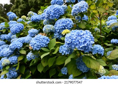 Closeup Of A Beautiful Blue Hydrangea Bush