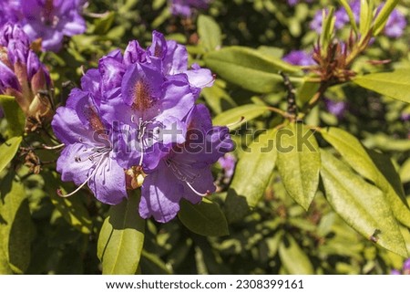 Close-up of a beautiful blue rhododendron flower. Petals, pistil. Flower, season, summer. Blue flower. Sunny day. Leaves illuminated by the sun are in focus outside the object.
