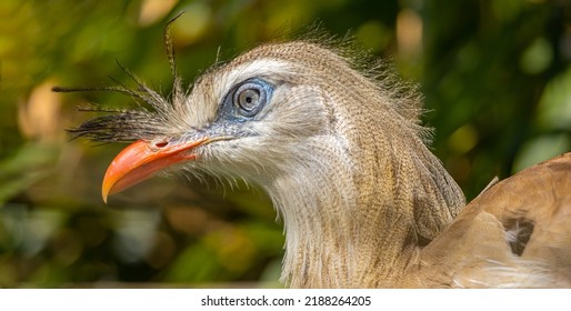 Close-up of a beautiful brazilian bird called Seriema or Cariama Cristata