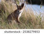 close-up of a beautiful brown fox with brown eyes and his ears s