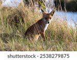 close-up of a beautiful brown fox with brown eyes and his ears s