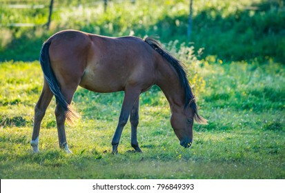 Closeup of beautiful brown horse grazing on a meadow 2017/06/24