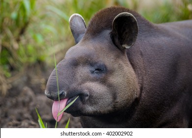 Closeup Beautiful Brown Tapir, Biggest Mammal Of The Amazon Rainforest.