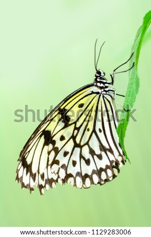 baumnymphe Schmetterling