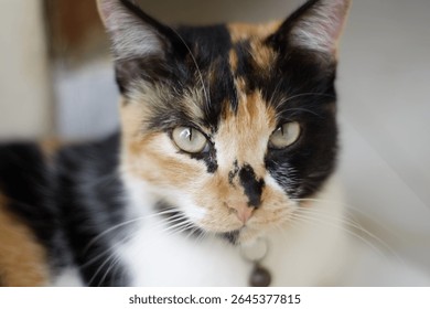 Close-up of a beautiful calico cat with striking green eyes, showcasing its unique fur pattern and alert expression.