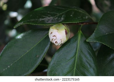 Close-up of a beautiful camellia bud - Shutterstock ID 2223175165