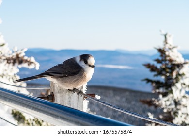 Closeup of a beautiful Canada Jay perched on a wire next to a metallic handrail with a winter background at Mont Mégantic national park, Quebec