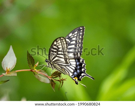 Foto Bild Schmetterling Schwalbenschwanz Butterfly swallowtail