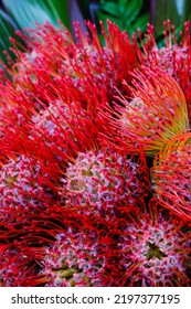 Closeup Of A Beautiful Colombian Proteaceae.