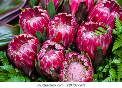 Closeup Of A Beautiful Colombian Proteaceae.