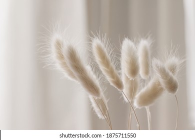 Close-up Of Beautiful Creamy Dry Grass Bouquet. Bunny Tail, Lagurus Ovatus Plant Against Soft Blurred Beige Curtain Background. Selective Focus. Floral Home Decoration.