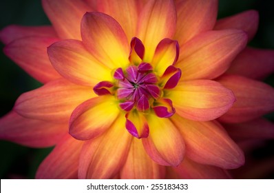 Closeup of a Beautiful Dahlia Flower in Yellow Orange Pink, soft focus - Powered by Shutterstock