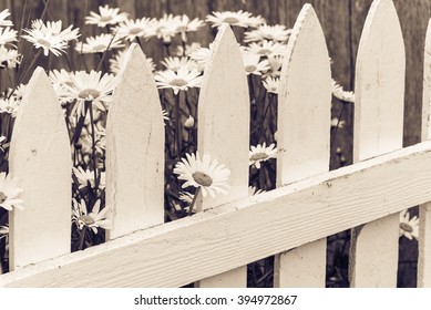 Close-up Beautiful Daisies Flowers Blooming At White Picket Fence In A Yard At Sequim, Washington, USA. Daisy In The Field, Cottage Garden. Nature Flower Background And Summer Concept. Black And White