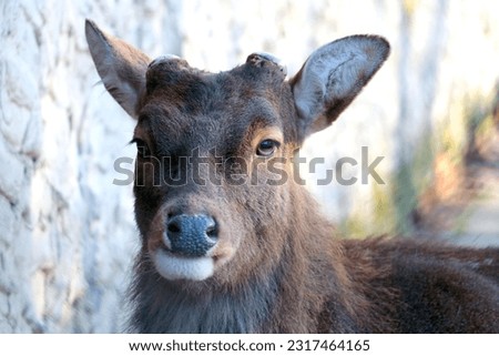 Close-up of a beautiful deer without antlers, selective focus