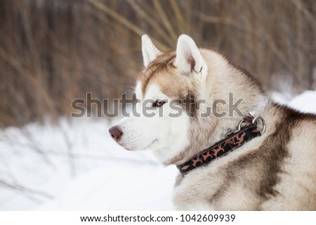 Close-up of beautiful dog breed siberian husky in winter forest. Profile portrait of husky topdog lying on the snow and observing mountains.
