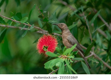 A closeup of a beautiful Dusky Honeyeater bird on the twig of a tree near a red Banksia - Powered by Shutterstock