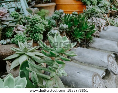 Similar – Image, Stock Photo closeup Echeverie Garden