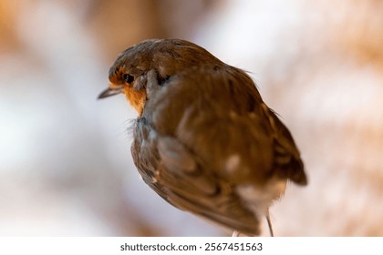 A closeup of a beautiful European robin bird perched on a branch on blurry background - Powered by Shutterstock