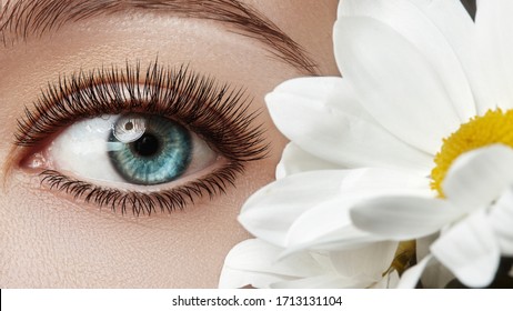 Close-up Of Beautiful Female Eye With Perfect Eyelashes. Clean Skin, Fashion Naturel Make-up, Long Lashes. Good Vision. Spring Natural Look With Chamomile Flowers.