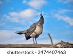 Closeup of a beautiful female, Indian peafowl or blue peafowl Pavo cristatus peahen bird, perched on a fence in a green forest with bright sunlight and vivid colors.