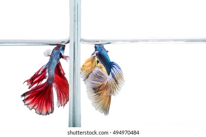 Closeup Beautiful Fighting Siam Betta Fish In Aquarium