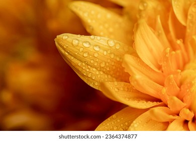 A closeup of a beautiful flower with glistening water droplets scattered across its petals