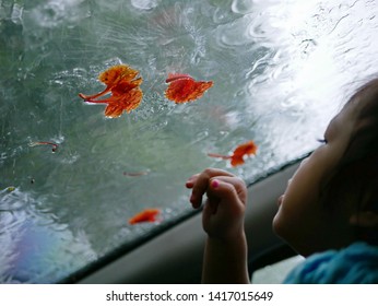 Closeup Of Beautiful Flower Pedals On A Car Windshield While A Little Baby Girl Reaching Her Hand Out Trying To Touch Them And Feeling Coolness Of The Rain Outside - Child Curiosity And Exploration