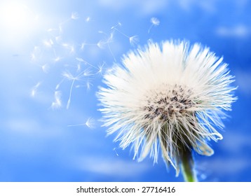 Close-up of beautiful fluffy dandelion