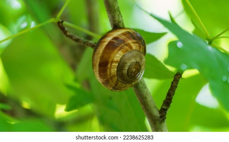 Close-up of beautiful grape snail Helix pomatia, Roman snail, Burgundy snail, edible snail or escargot in natural habitat