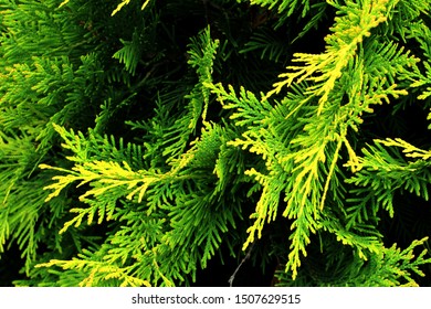 Closeup of Beautiful green christmas leaves of Thuja trees on green background. Thuja twig, Thuja occidentalis is an evergreen coniferous tree. Platycladus orientalis, also known as Chinese thuja - Shutterstock ID 1507629515