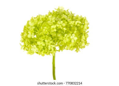 A Closeup Of Beautiful Green Cluster Flowers Of Viburnum Opulus Sterilis Known As Snowball Bush Looking Like Hydrangea (hortensia) Winter Blooming Plant Isolated On White