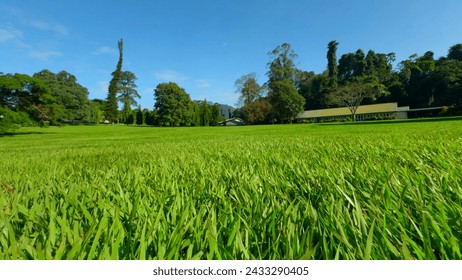 Close-up of beautiful green lawn in park. Action. Movement on surface of green lawn in park on sunny summer day. Beautiful manicured lawn in park - Powered by Shutterstock