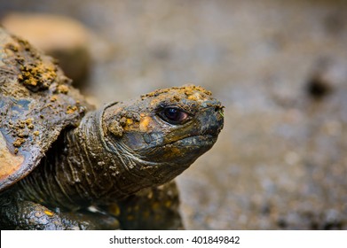 Closeup Beautiful Green Turtles Head Standing Stock Photo 401849842 ...