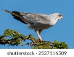 close-up of a beautiful grey hawk standing in the top of a tree 