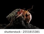 close-up of a beautiful hermit crab, Coenobita clypeatus