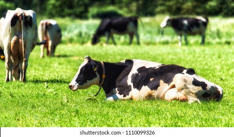 Close-up Of Beautiful Holstein Cow Sitting On Green Meadow.