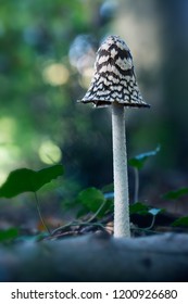 Closeup of beautiful inkcap standing alone in a dreamy green blue bokeh of the forest