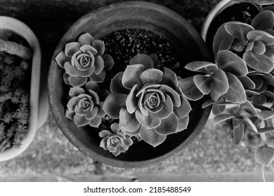 Close-up Of Beautiful Japanese Flower Arrangement