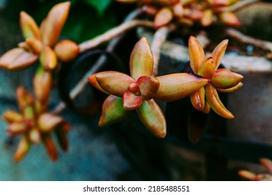 Close-up Of Beautiful Japanese Flower Arrangement