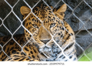 A closeup of a beautiful leopard lying inside the cage of the zoo