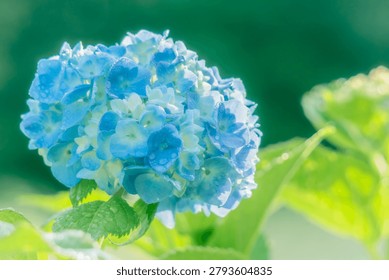 Close-up of a beautiful light blue hydrangea flower with water droplets under soft bright sunlight with green copy space.