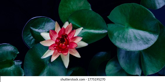 Red Lotus Images Stock Photos Vectors Shutterstock