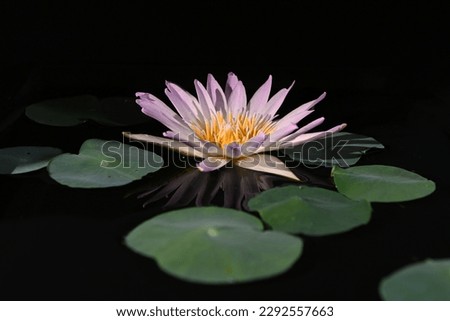 Close-up of a beautiful lotus flower with a green leaf in the pond.A pink lotus water lily blooming on the water