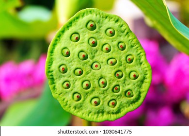 Close-up of Beautiful Lotus Seeds