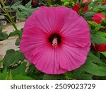 Closeup of the beautiful Luna Pink hardy hibiscus