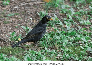 A close-up of a beautiful male blackbird in a garden, showcasing its distinctive black plumage and yellow beak. - Powered by Shutterstock