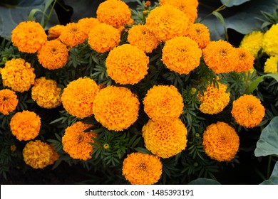 Close-up of beautiful marigold blossom, french marigold's flower, Tagetes patula. Tagetes garden flower